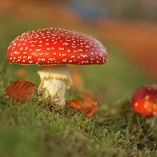 Red, toadstools