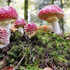 toadstools