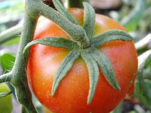 tomato, Twigs