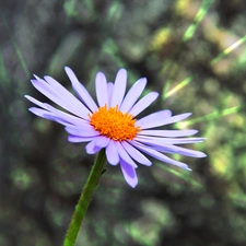 Aster, Tongolski