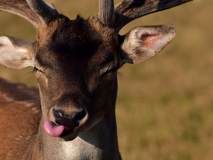 Tounge, young, fawn