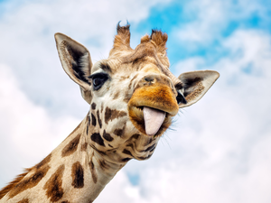 Tounge, giraffe, Head