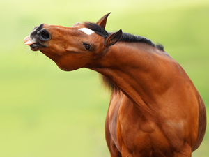 Tounge, maroon, Horse