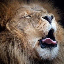 Lion, Tounge