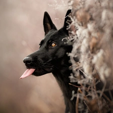 Tounge, Black German Shepherd Dog, fuzzy, muzzle, dog, Plants, background