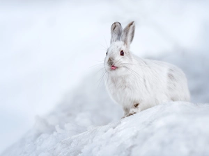 White, Tounge, snow, Wild Rabbit