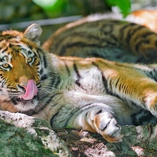 tiger, Tounge