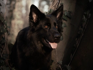 Tounge, Black German Shepherd Dog, viewes, muzzle, dog, trees, Plants