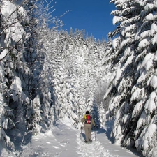 tourist, forest, Path