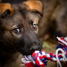 toy, Puppy, mouth