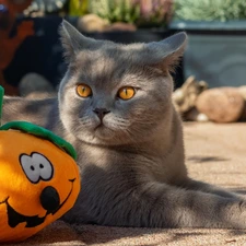 toy, cat, pumpkin