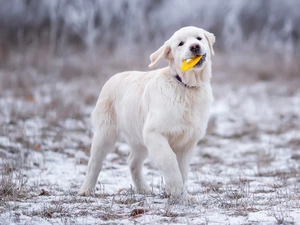 Puppy, toy, snow, Golden Retriever