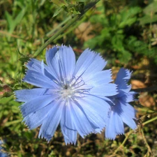 blue, endive, traveller, Colourfull Flowers