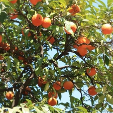 tree, orange, an