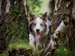 Border Collie, birch-tree