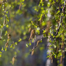 inflorescences, Twigs, birch-tree
