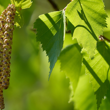 birch-tree, young, leaves, inflorescences