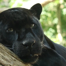 black, Head, trees, Panther