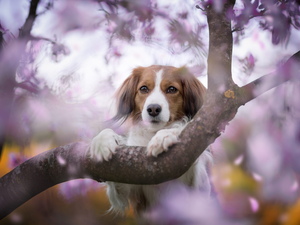 branch, Alpine Dutch, trees