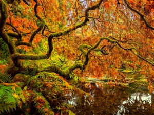 viewes, Pond - car, autumn, Leaf, Japanese Maple, trees