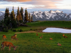 deer, deer, Olympic National Park, viewes, trees, Washington State, car in the meadow, Mountains, The United States, snow, peaks, Snowy