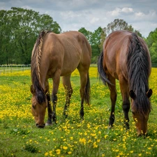 Meadow, Two cars, trees, viewes, fence, bloodstock