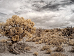 clouds, viewes, Desert, trees