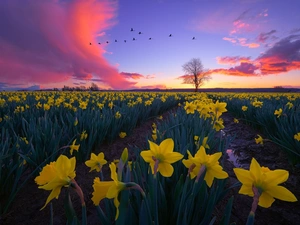 birds, Field, clouds, Key, Jonquil, Great Sunsets, trees