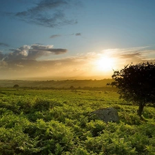 dawn, lonely, trees, medows