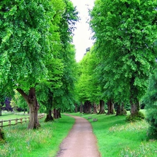 trees, Way, fence, Field, viewes, green ones