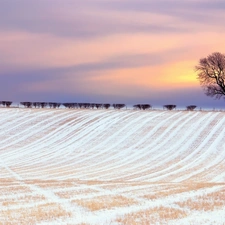 Field, Bush, trees, snow