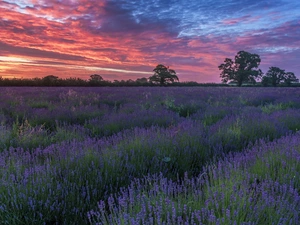 trees, viewes, Sky, Great Sunsets, color, Field, lavender, clouds