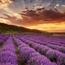 trees, lavender, Great Sunsets, The Hills, Field, viewes, clouds