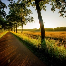 viewes, Way, morning, light breaking through sky, Field, trees