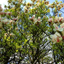 Magnolia, Spring, Blossoming