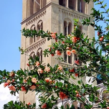 trees, tower, flourishing