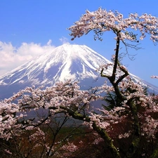 trees, volcano, flourishing