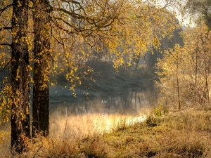 viewes, River, Fog, trees, autumn, birch, grass