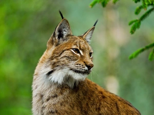 trees, Lynx, forest