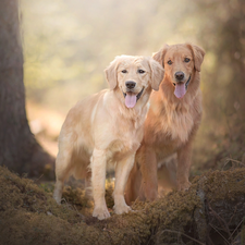 trees, viewes, Golden Retriever, litter, Dogs