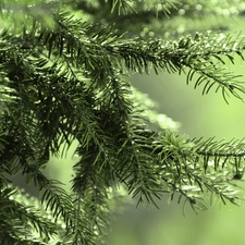 pine, needle, trees, green ones