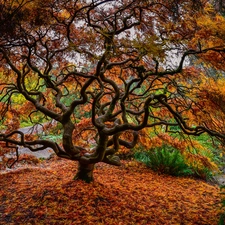 Park, trees, Japanese Maple, autumn