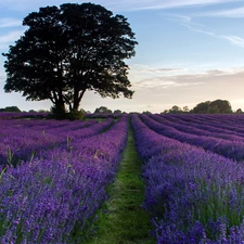 trees, Field, lavender