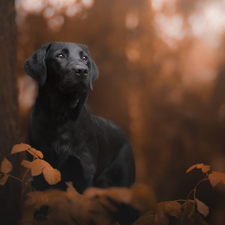 trees, Leaf, Black, Labrador Retriever, dog