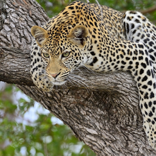 Leopards, trees