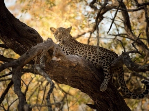 trees, lying, Leopards
