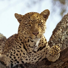 trees, Resting, Leopards