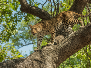 trees, standing, Leopards