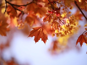 trees, Leaf, maple