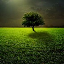 trees, clouds, Meadow